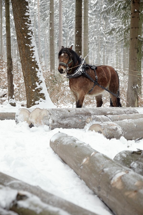 Frank Leder Autumn / Winter 2010 / 2011 Holz