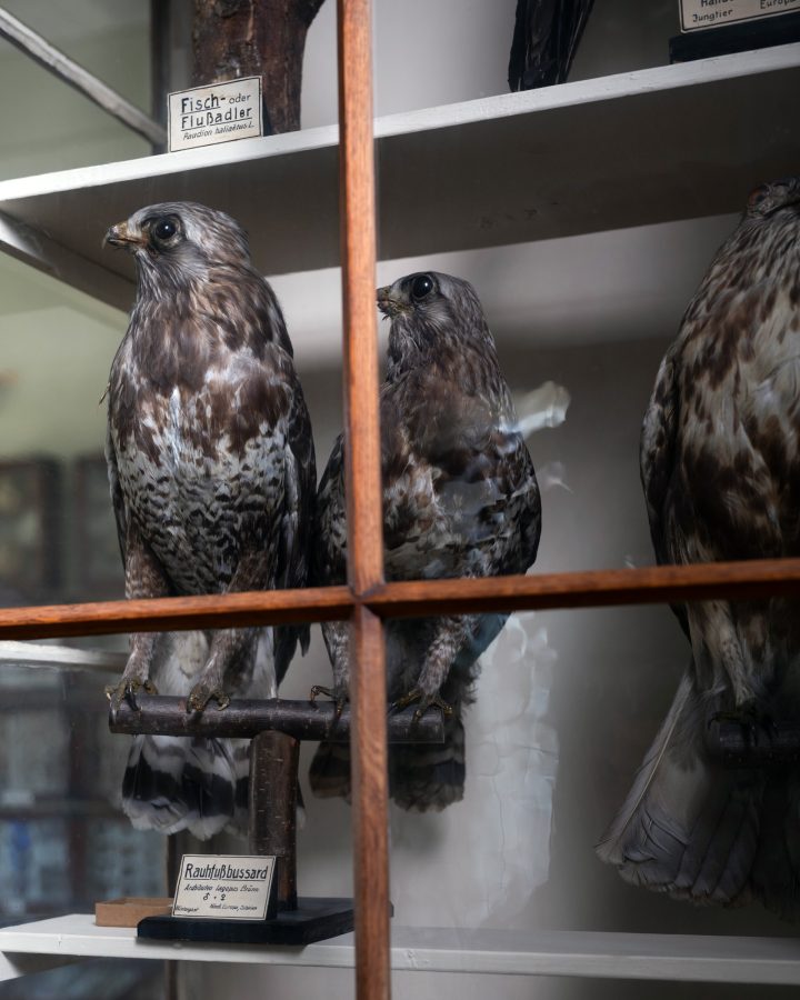 Frank Leder / Autumn / Winter 2025/26 / Naturalienkabinett