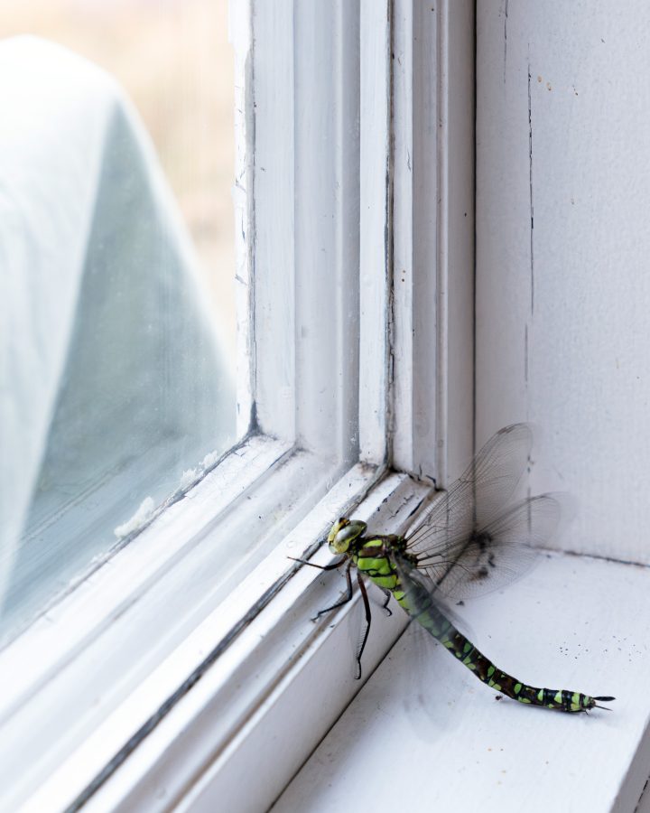 Frank Leder / Spring / Summer 2025 / Hütte